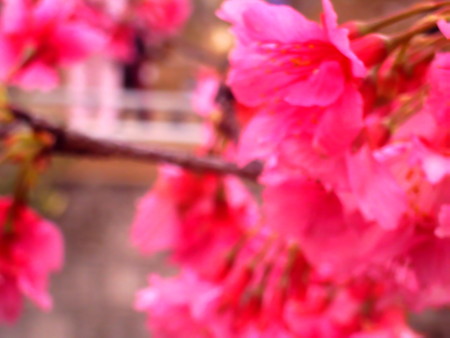 f:id:cuervo:20090215145525j:image
