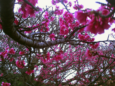 f:id:cuervo:20090215145818j:image