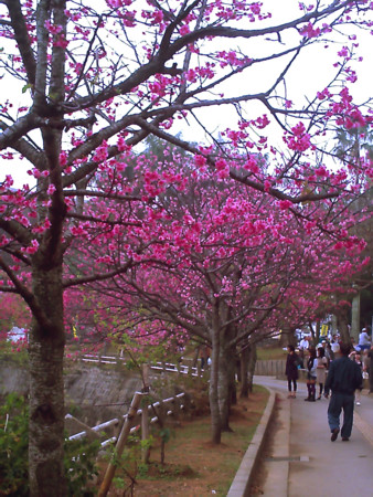 f:id:cuervo:20090215145836j:image