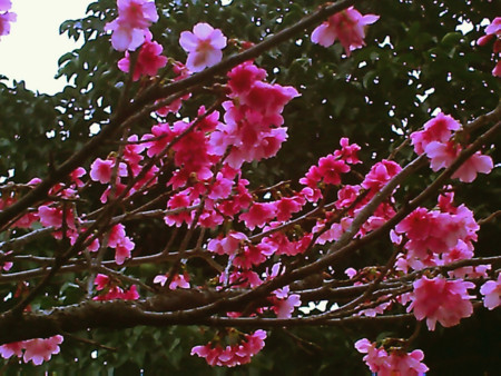 f:id:cuervo:20090215152132j:image