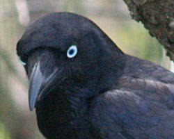 f:id:cuervono:20100715230012j:image