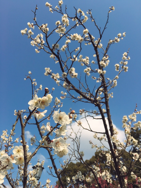 f:id:cuezy:20160228182142j:image:w300