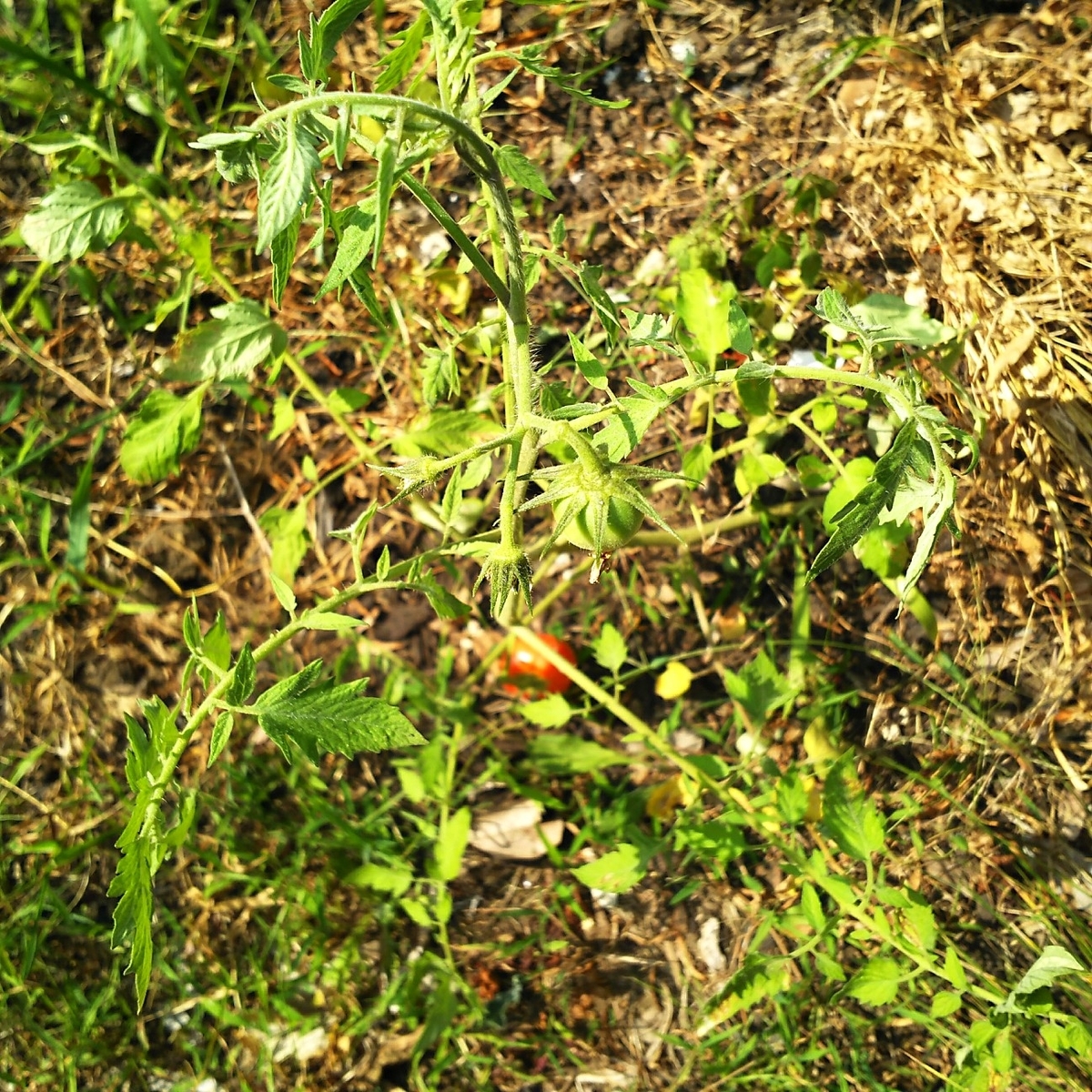 f:id:culrides:20201031153150j:plain