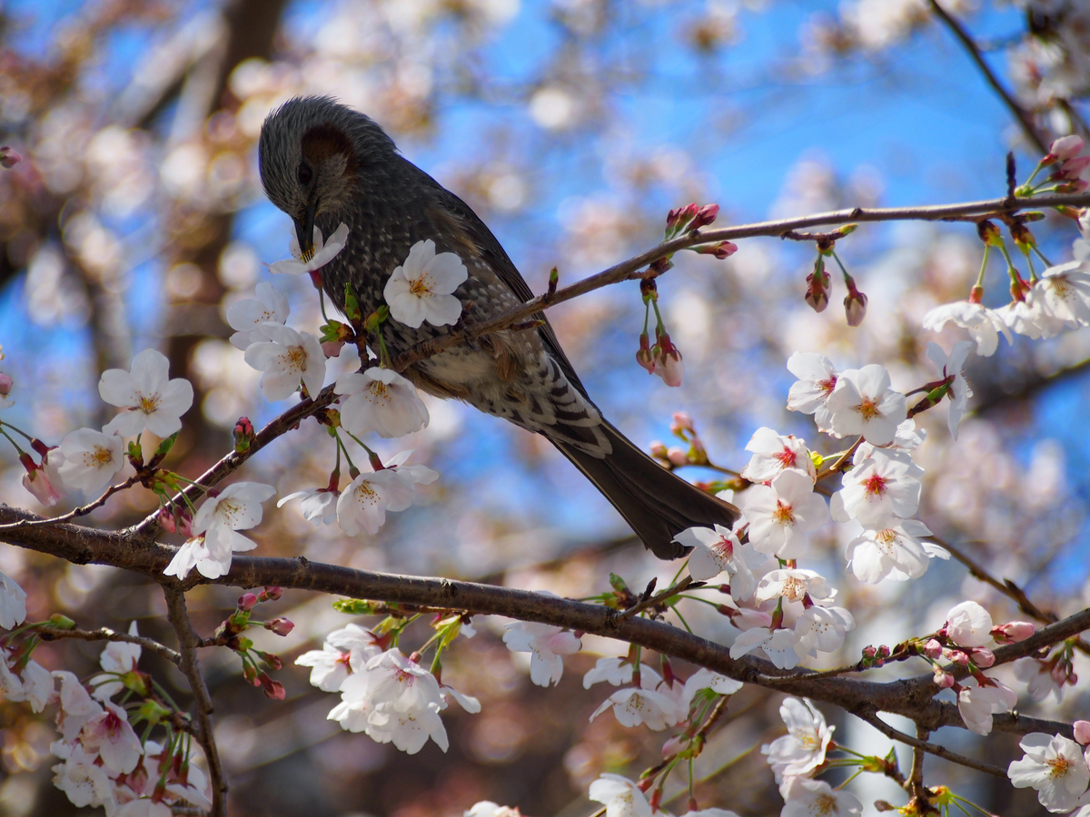 f:id:culture_memorandum:20210323133428j:plain