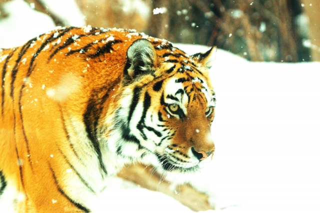 f:id:cumata-tan:20201028165510j:plain f:id:cumata-tan:20201028165510j:plain