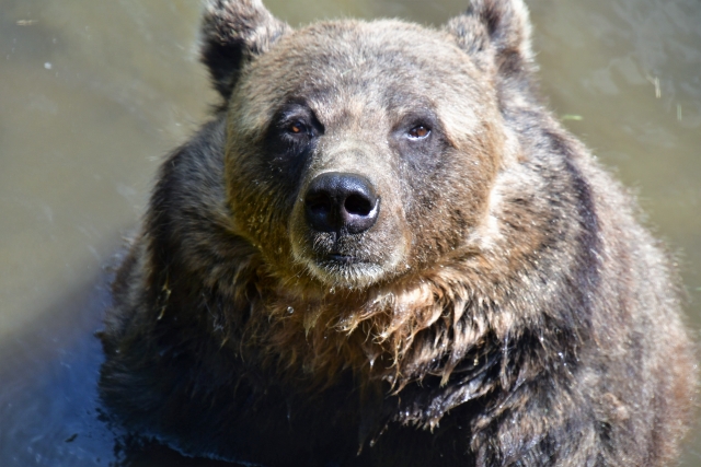 熊害の世界史 100年鑑 見たらきっとあなたは後悔する クマの動物研究