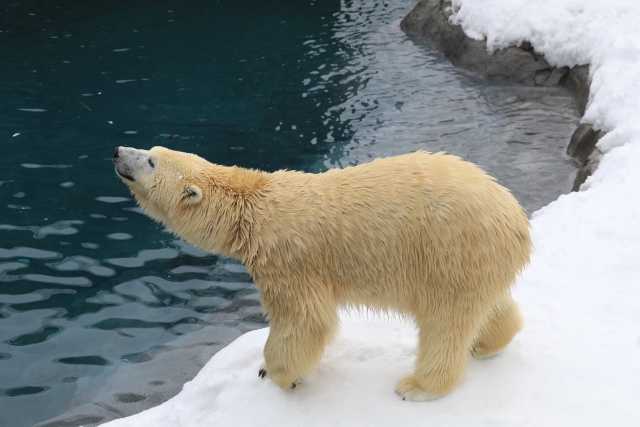 ホッキョクグマとは海岸で待ち伏せてアザラシを捕まえる頭のいい危険生物 クマの動物研究