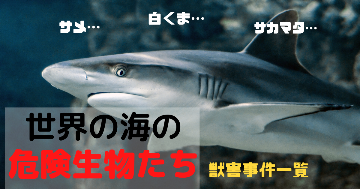 世界の海にすむ危険生物たち サメ 白熊 シャチに喰われた人々 クマの動物研究