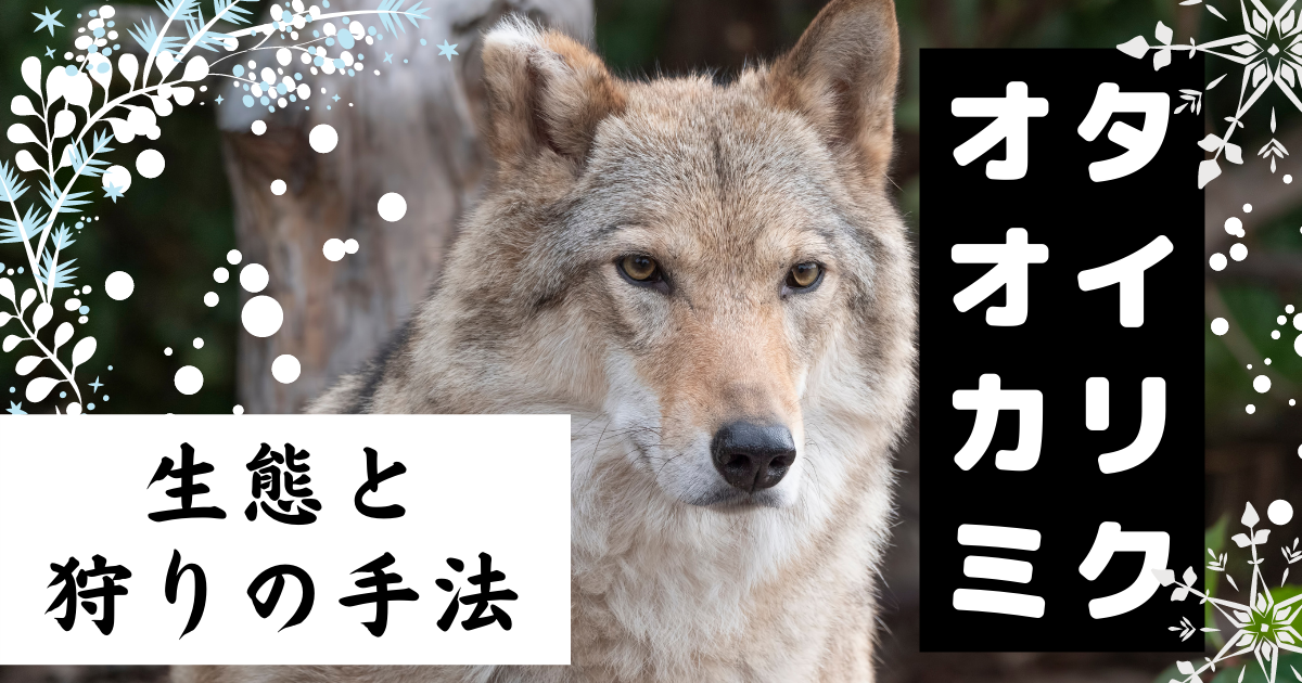 タイリクオオカミの生態と狩り クマの動物研究