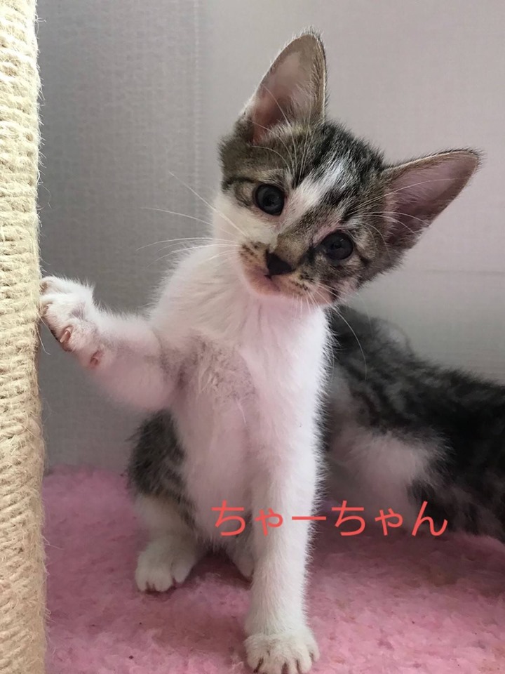 f:id:cumicumi100:20191003192854j:plain