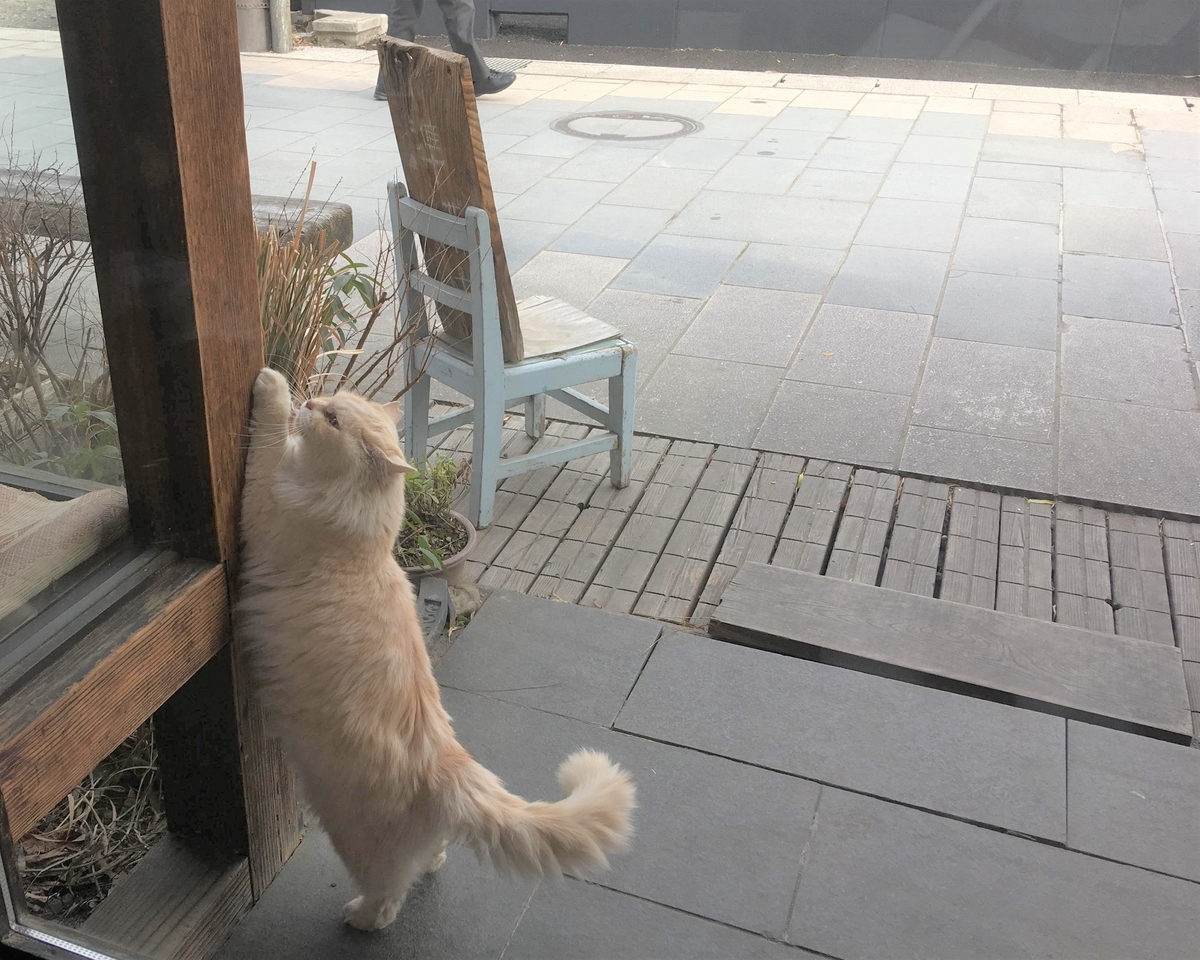 上田市 ルヴァン 美味しいパンを古民家で ん 看板猫 食べ歩き夫婦のながのグルメ 上田市 ルヴァン 美味しいパンを古民家で ん 看板猫 食べ歩き夫婦のながのグルメ