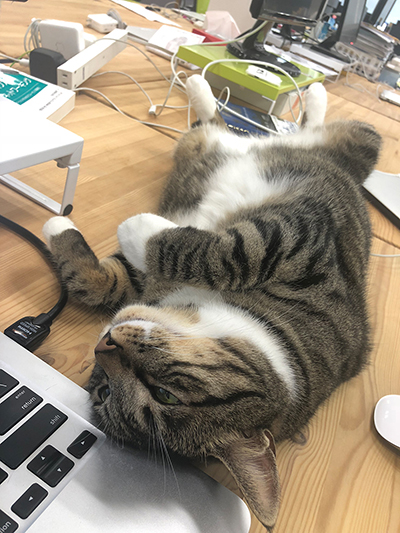 f:id:curama-tech:20180510181445j:plain 仰向けで寝るシーちゃん