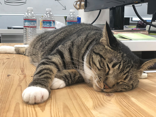 f:id:curama-tech:20180510181504j:plain 眠るシーちゃん