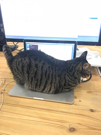 f:id:curama-tech:20180510181511j:plain パソコンに乗るシーちゃん