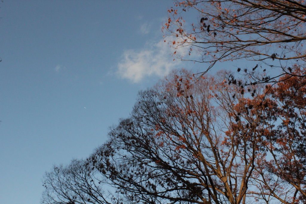 f:id:curious-megane:20161213214457j:plain