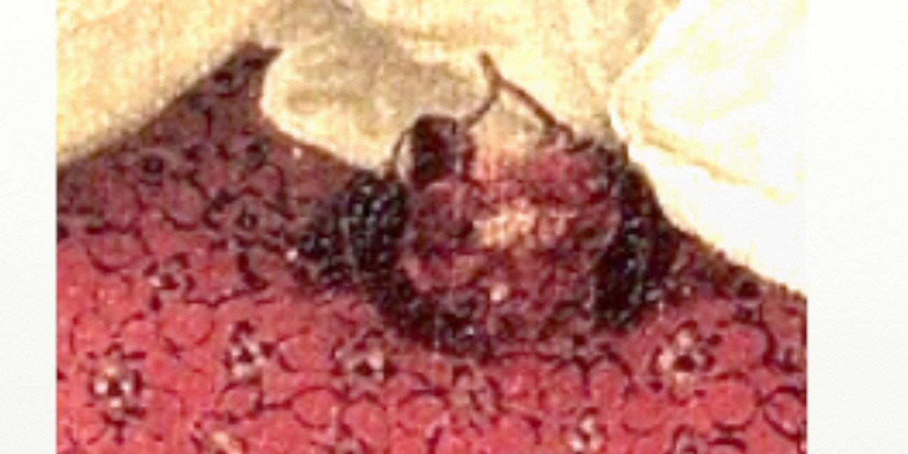 f:id:curlchigasaki:20200728195312j:plain f:id:curlchigasaki:20200728195312j:plain