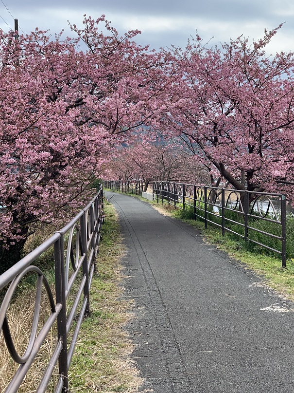 f:id:currysenpaisukisuki:20190219163619j:plain f:id:currysenpaisukisuki:20190219163619j:plain