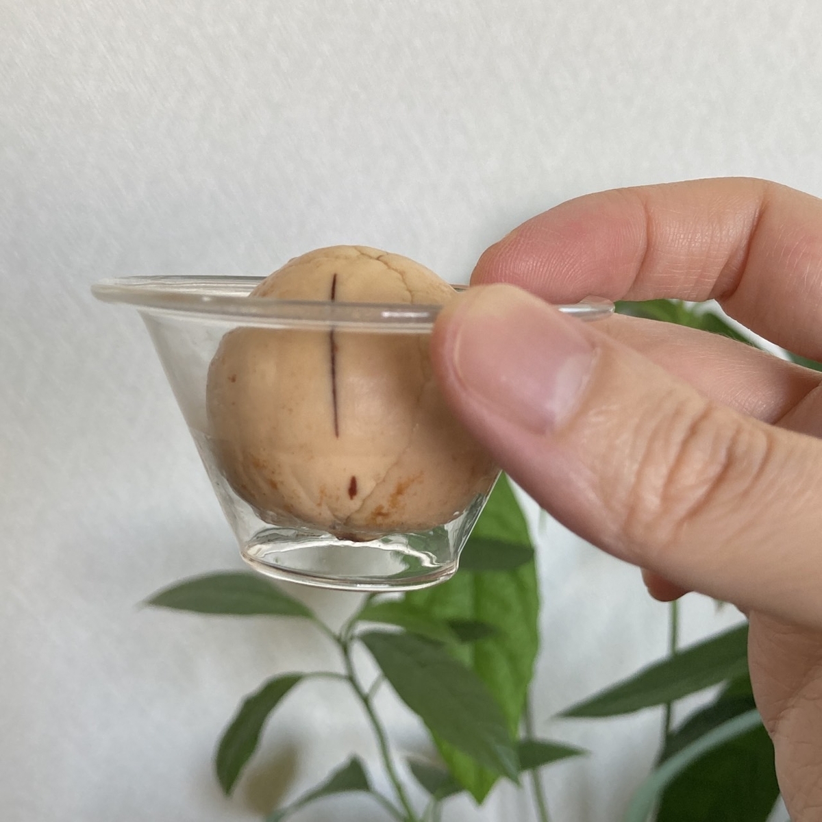 アボカドの種の写真
