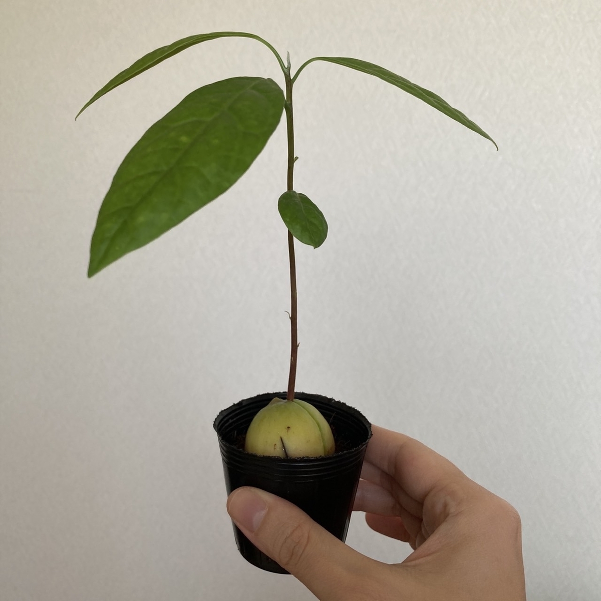 アボカド苗の写真