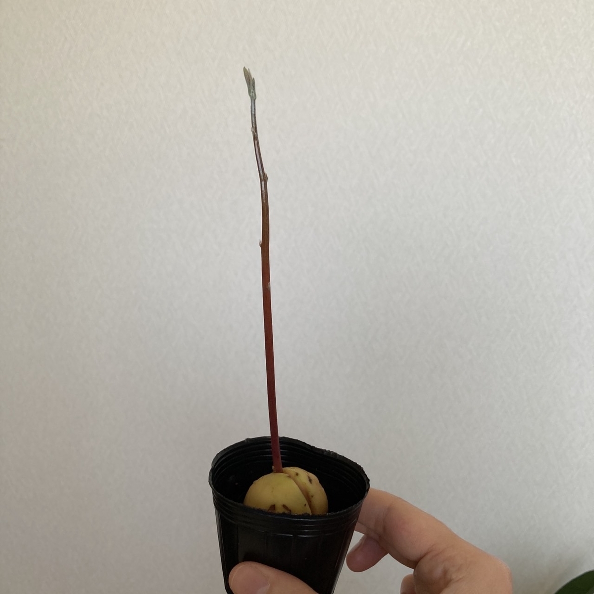 アボカド苗の写真