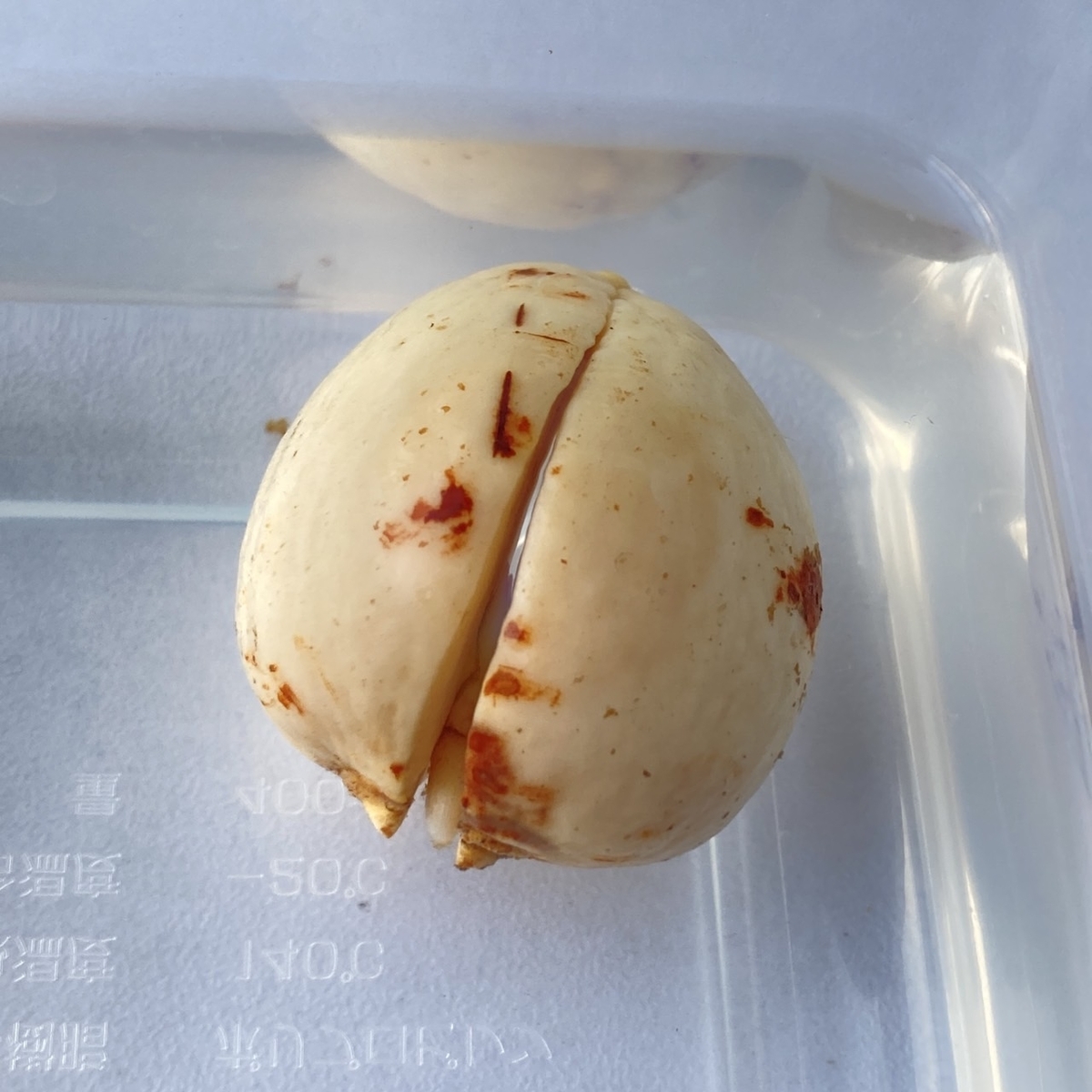 アボカドの種の写真