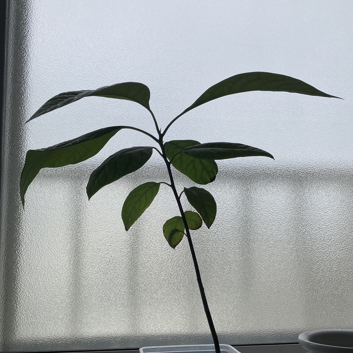 アボカド苗の写真