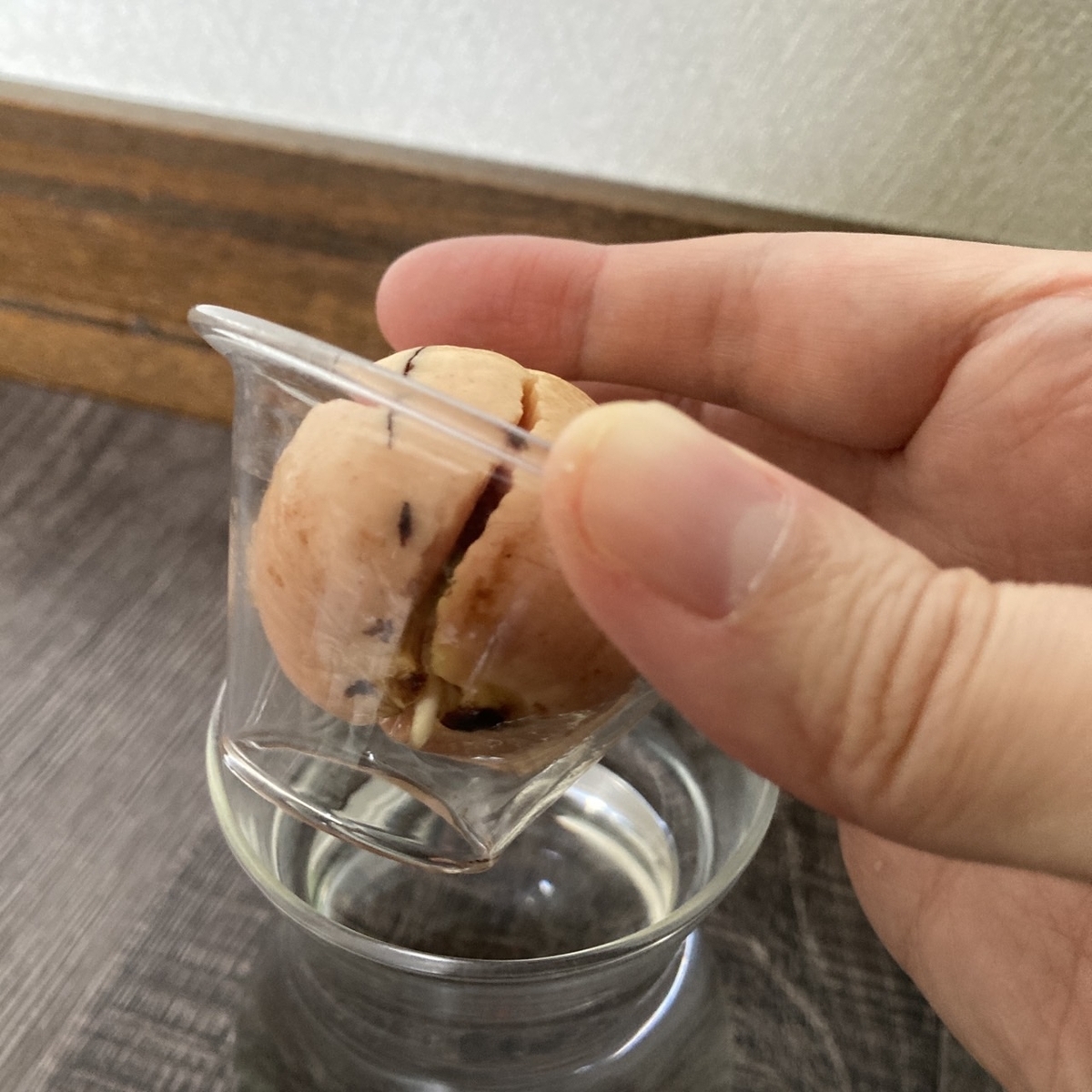 アボカドの種の写真