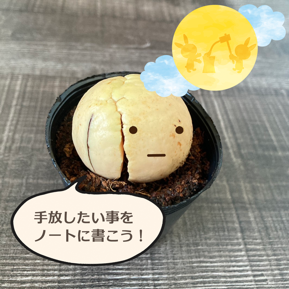 アボカドの種の写真