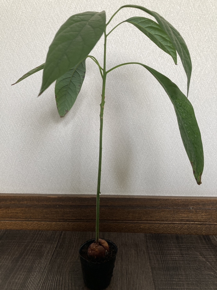 アボカド苗の写真