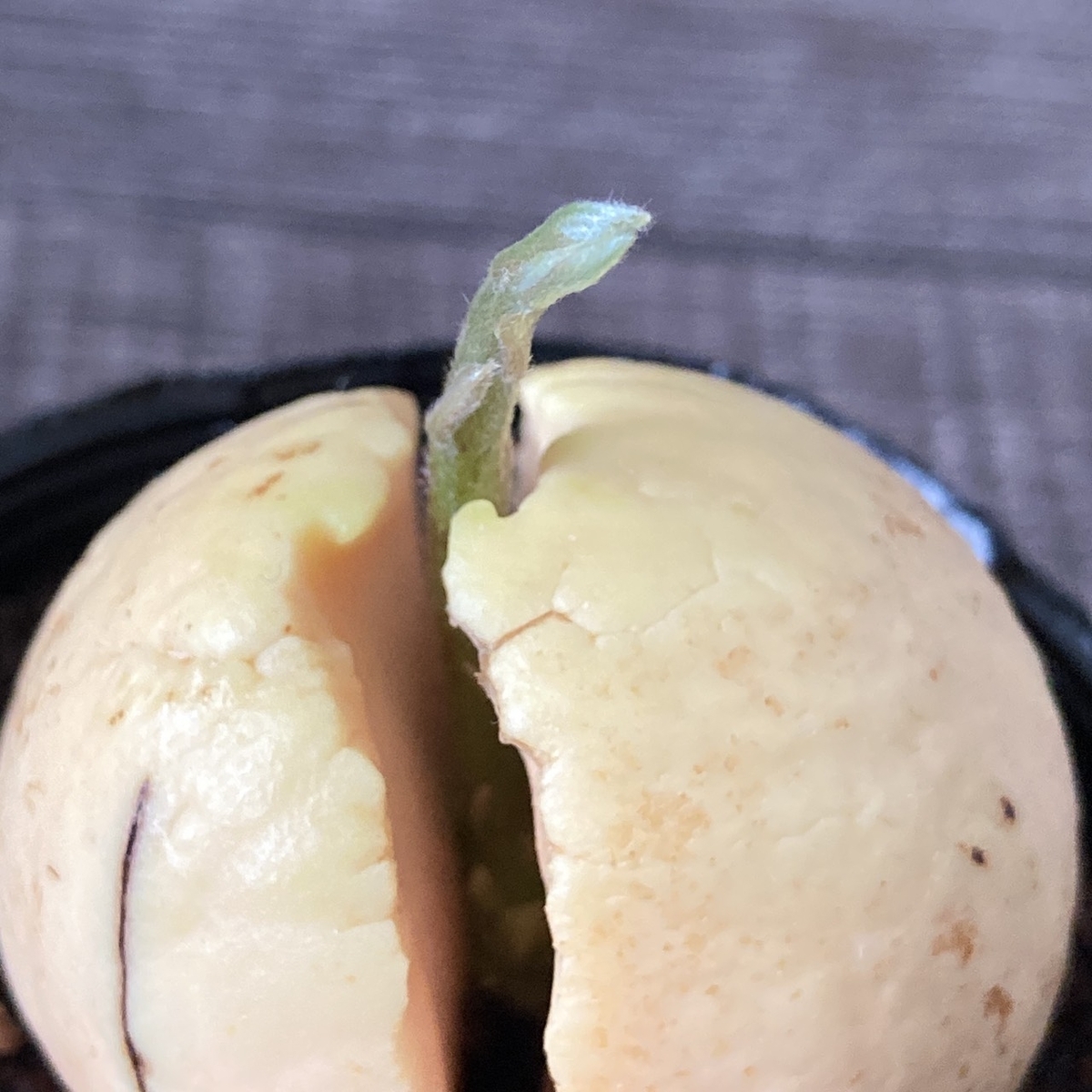 アボカドの種の写真