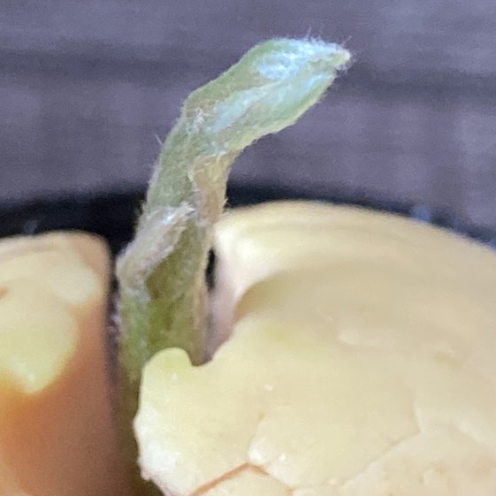 アボカドの種の写真
