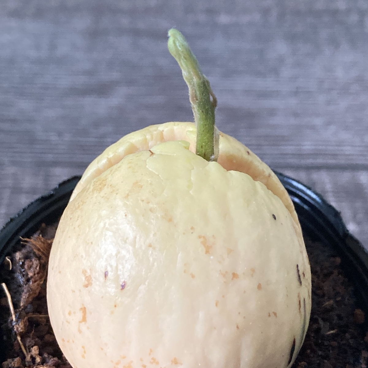 アボカドの種の写真