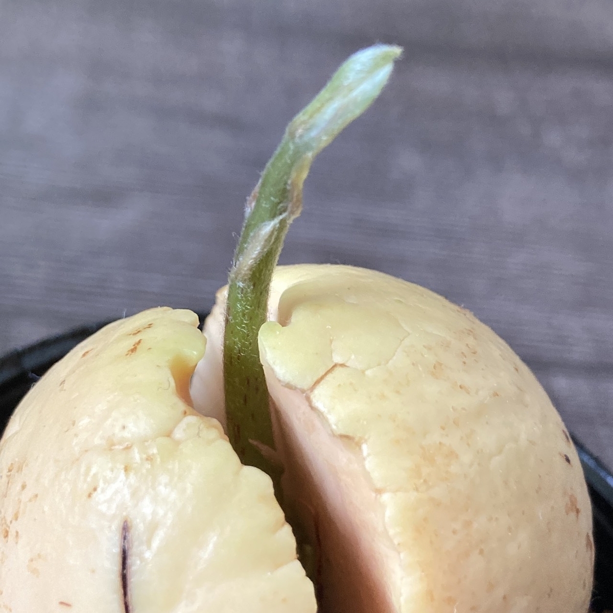 アボカドの種の写真