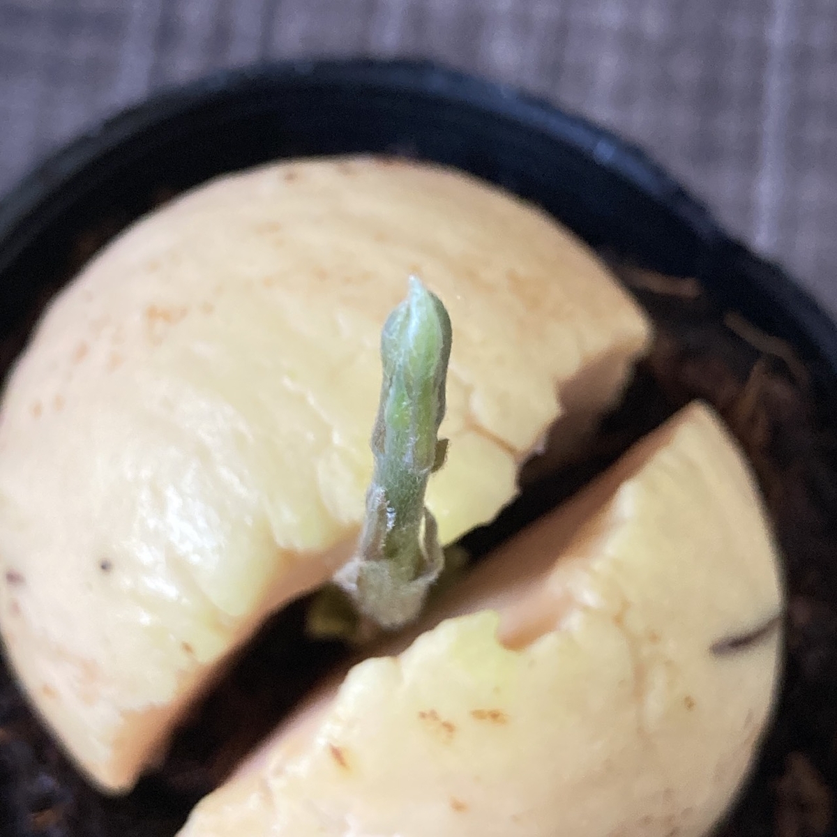アボカドの種の写真