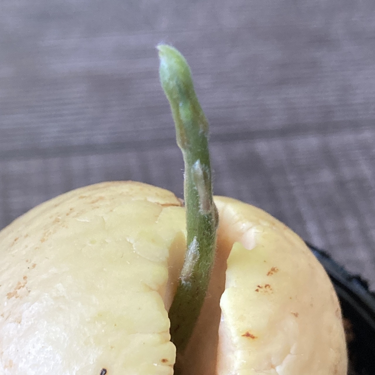 アボカドの種の写真