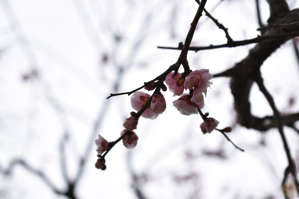 f:id:custard_pudding23:20170318164947j:plain