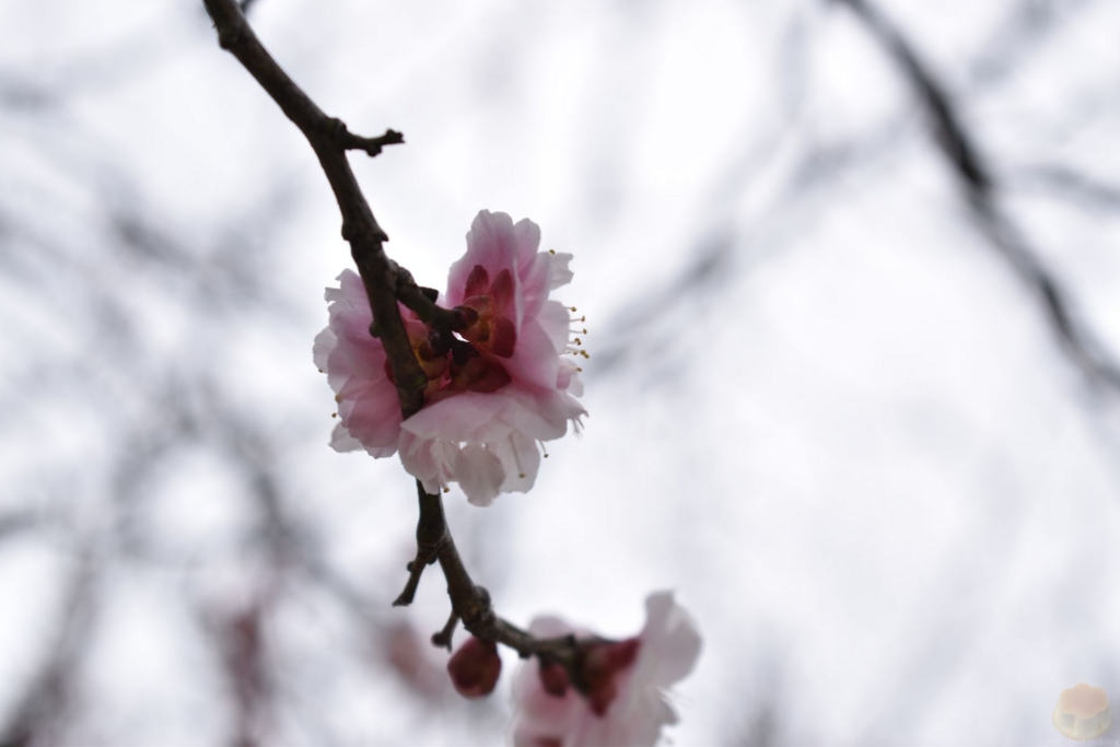 f:id:custard_pudding23:20170318165009j:plain