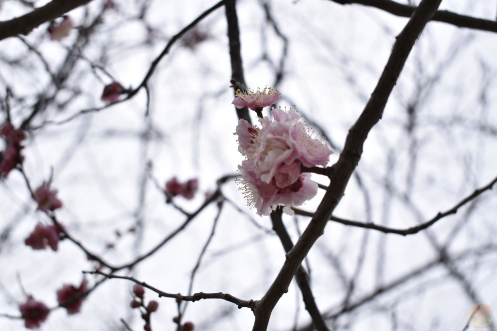 f:id:custard_pudding23:20170318165035j:plain