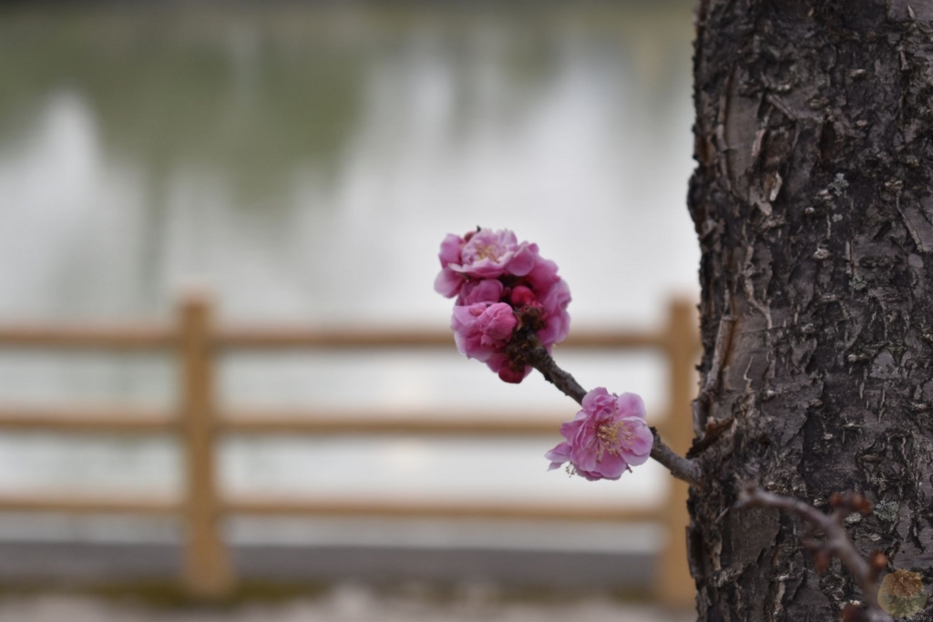 f:id:custard_pudding23:20170318165354j:plain