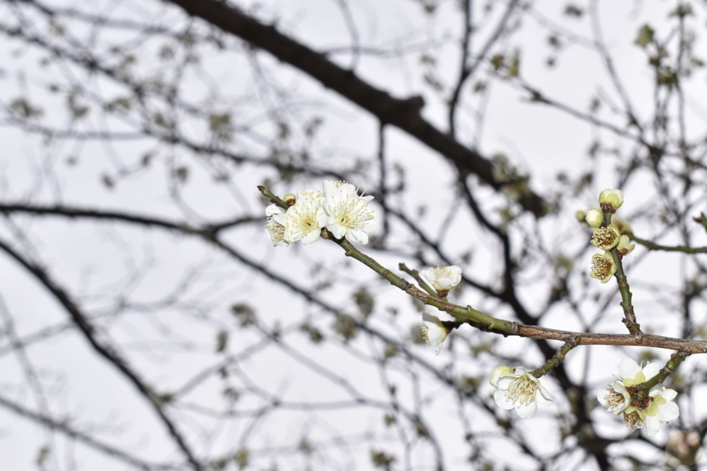 f:id:custard_pudding23:20170318165700j:plain