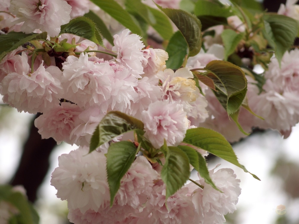 f:id:custard_pudding23:20180414120659j:plain f:id:custard_pudding23:20180414120659j:plain