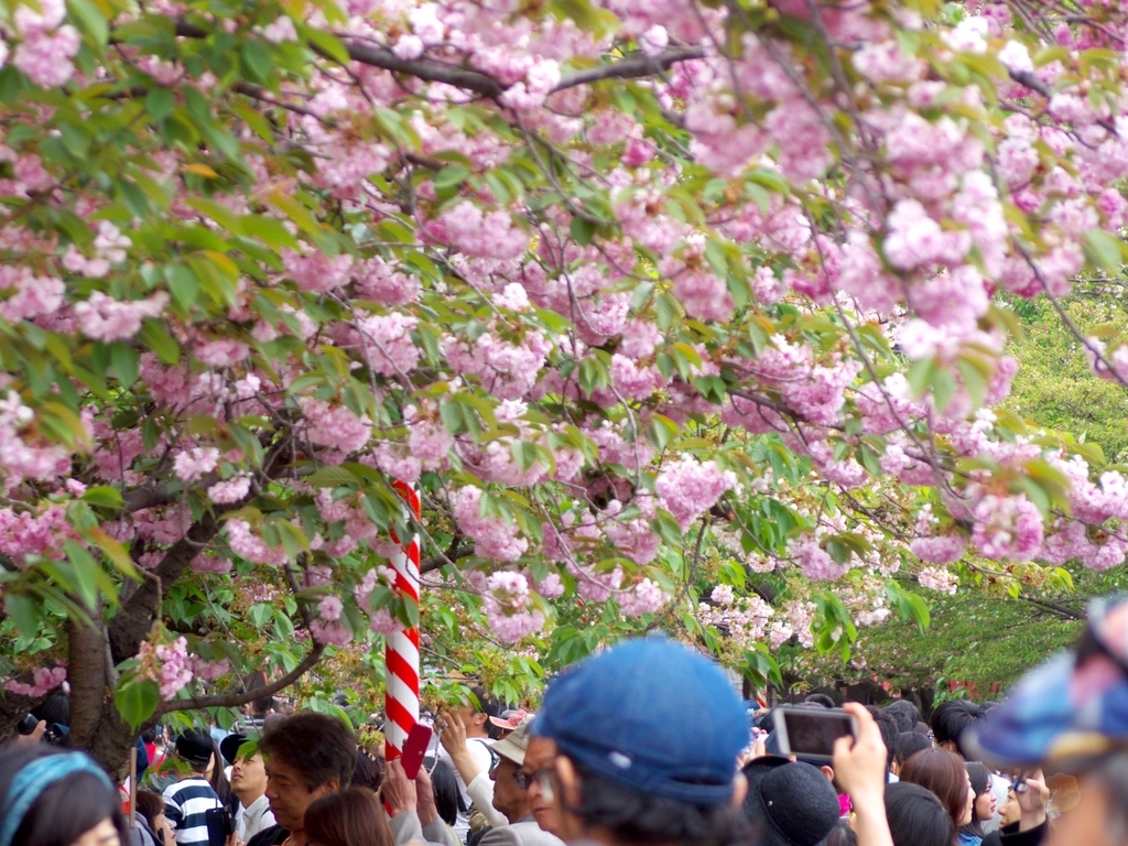 f:id:custard_pudding23:20180414124445j:plain f:id:custard_pudding23:20180414124445j:plain