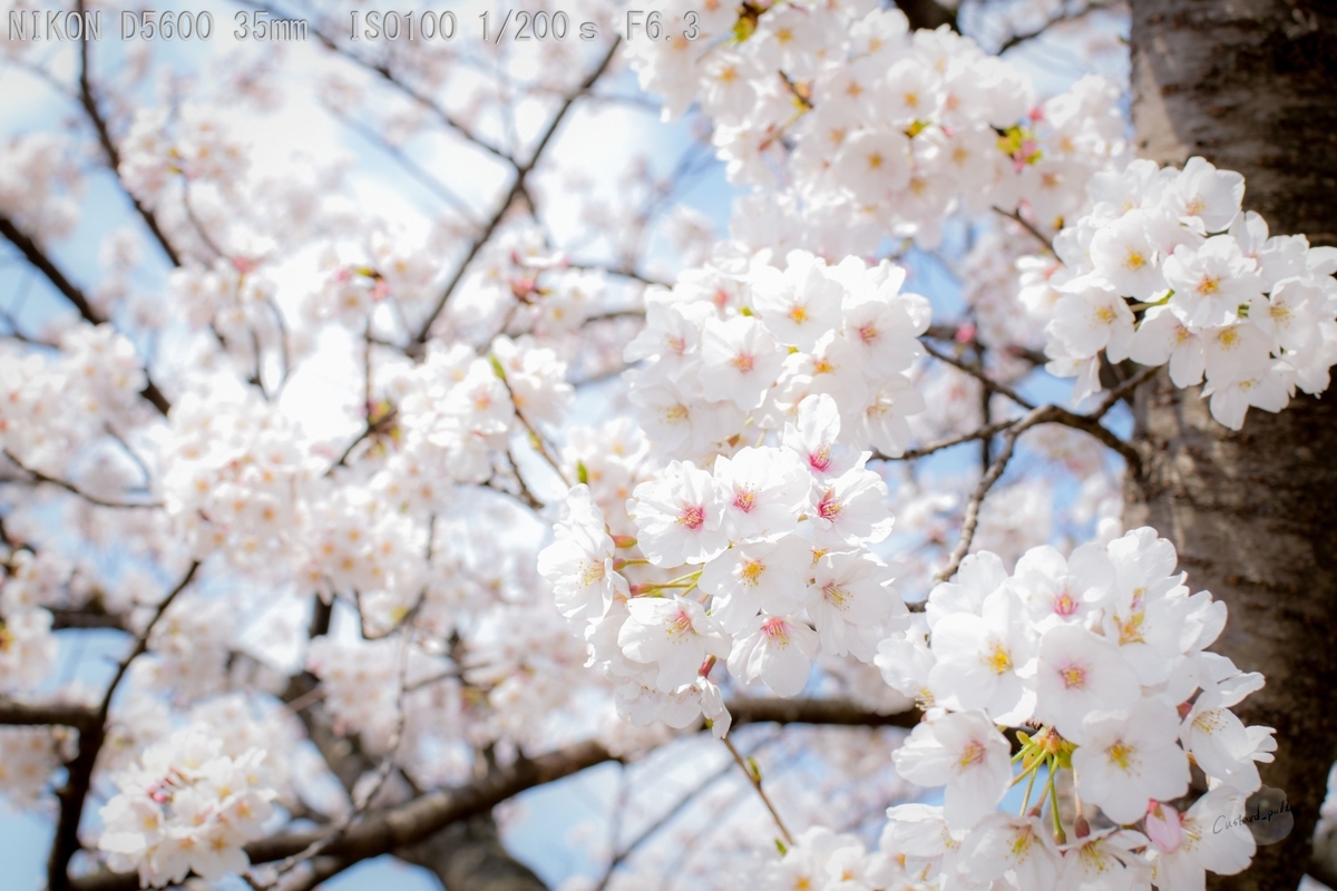 f:id:custard_pudding23:20190406103907j:plain