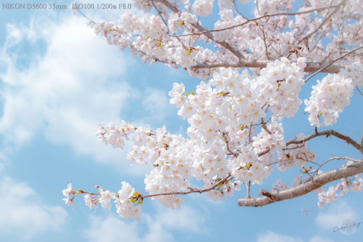 f:id:custard_pudding23:20190406104829j:plain