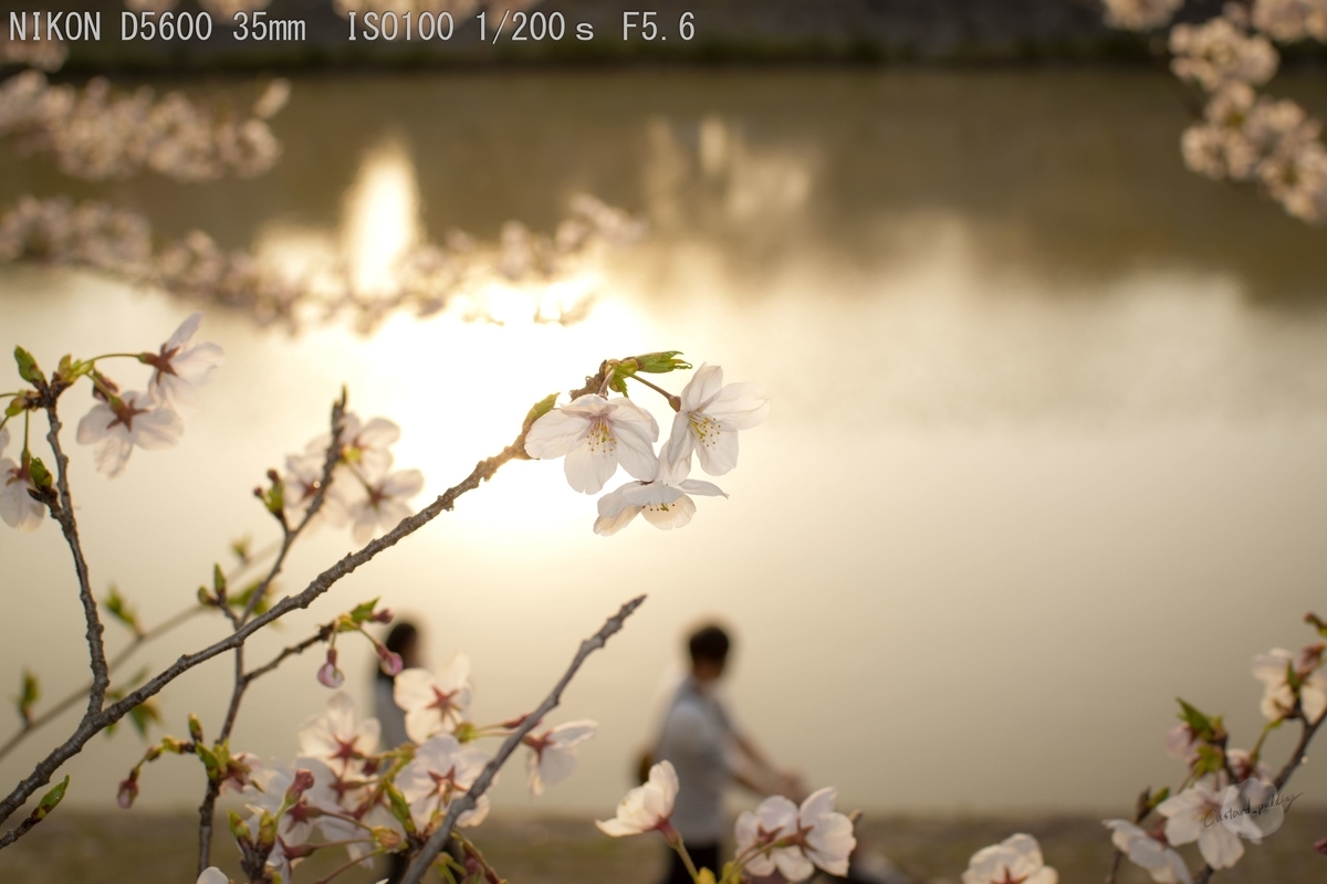 f:id:custard_pudding23:20190406165053j:plain