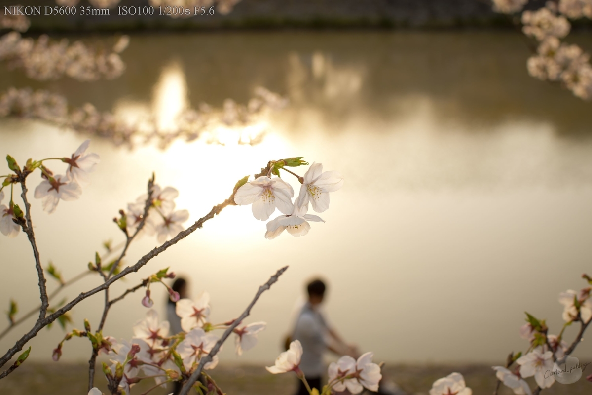 f:id:custard_pudding23:20190406165054j:plain