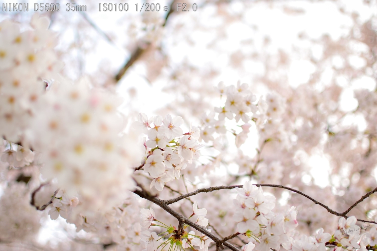 f:id:custard_pudding23:20190406173701j:plain