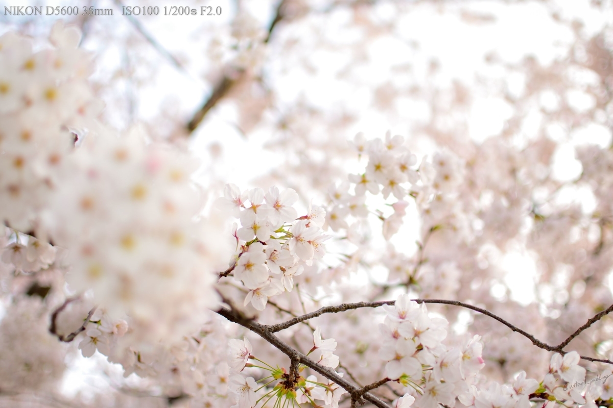f:id:custard_pudding23:20190406173702j:plain