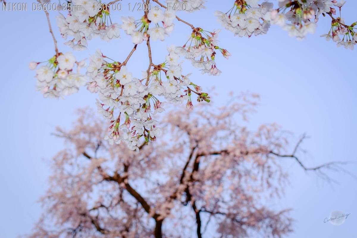 f:id:custard_pudding23:20190406173857j:plain
