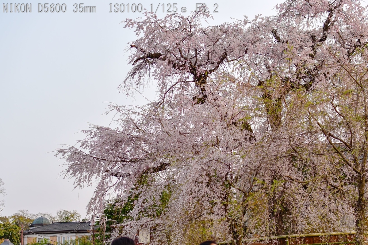 f:id:custard_pudding23:20190406175218j:plain